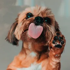 Brown dog licking related to Paw-fectly Easy: Dog Steps for High Beds