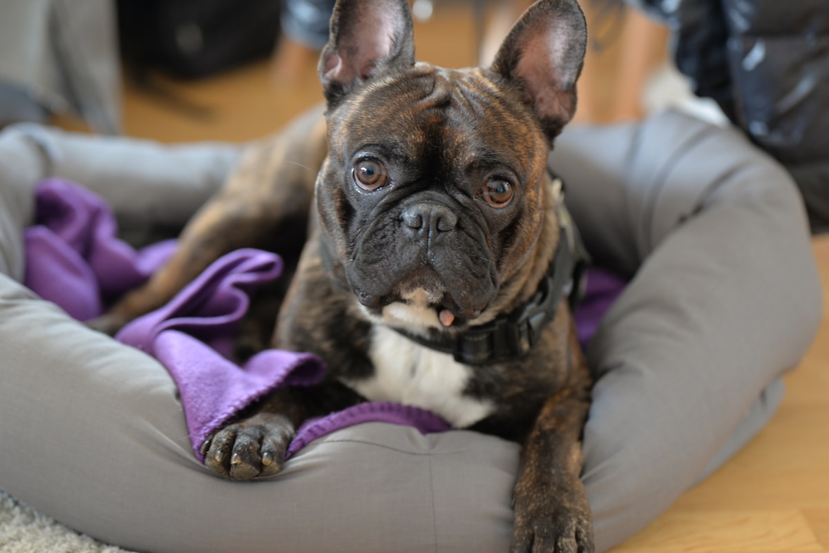 brown dog lying on pet bed related to Snuggle in Style: Ultimate Waterproof Dog Beds for Every Adventure