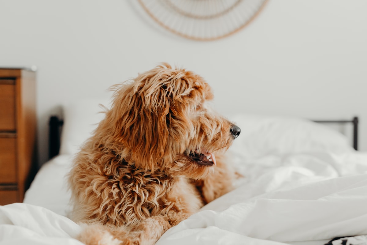 brown dog on white bed related to Transform Your Bedroom with Dog-Themed Bedding: A Cozy Canine Escape