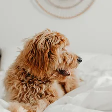 brown dog on white bed related to Transform Your Bedroom with Dog-Themed Bedding: A Cozy Canine Escape