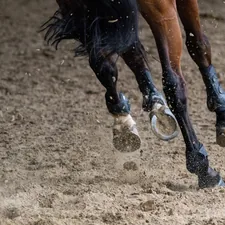 brown horse running on brown field during daytime related to Choosing the Perfect Horse Bedding Sets for Twin Beds