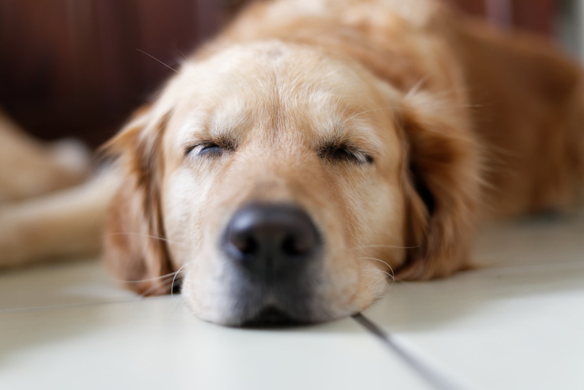 brown Labrador Retriever lying on floor related to Soften Your Dog's Slumber: Heated Dog Beds at Walmart