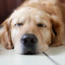 brown Labrador Retriever lying on floor related to Soften Your Dog's Slumber: Heated Dog Beds at Walmart
