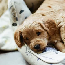 brown long coated small dog lying on white and blue textile related to The Ultimate Guide to Crib Bedding for Your Puppy