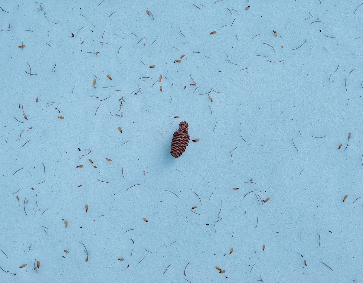 brown pinecone related to The Ultimate Guide to Bed Bugs Bites: Everything You Need to Know