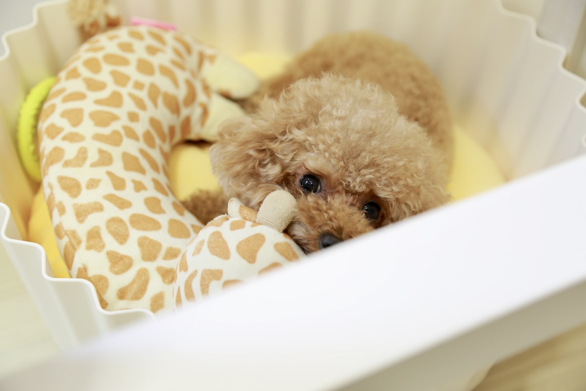 brown poodle on white plastic container related to Dog Sofa Bed: Revolutionizing Your Living Space