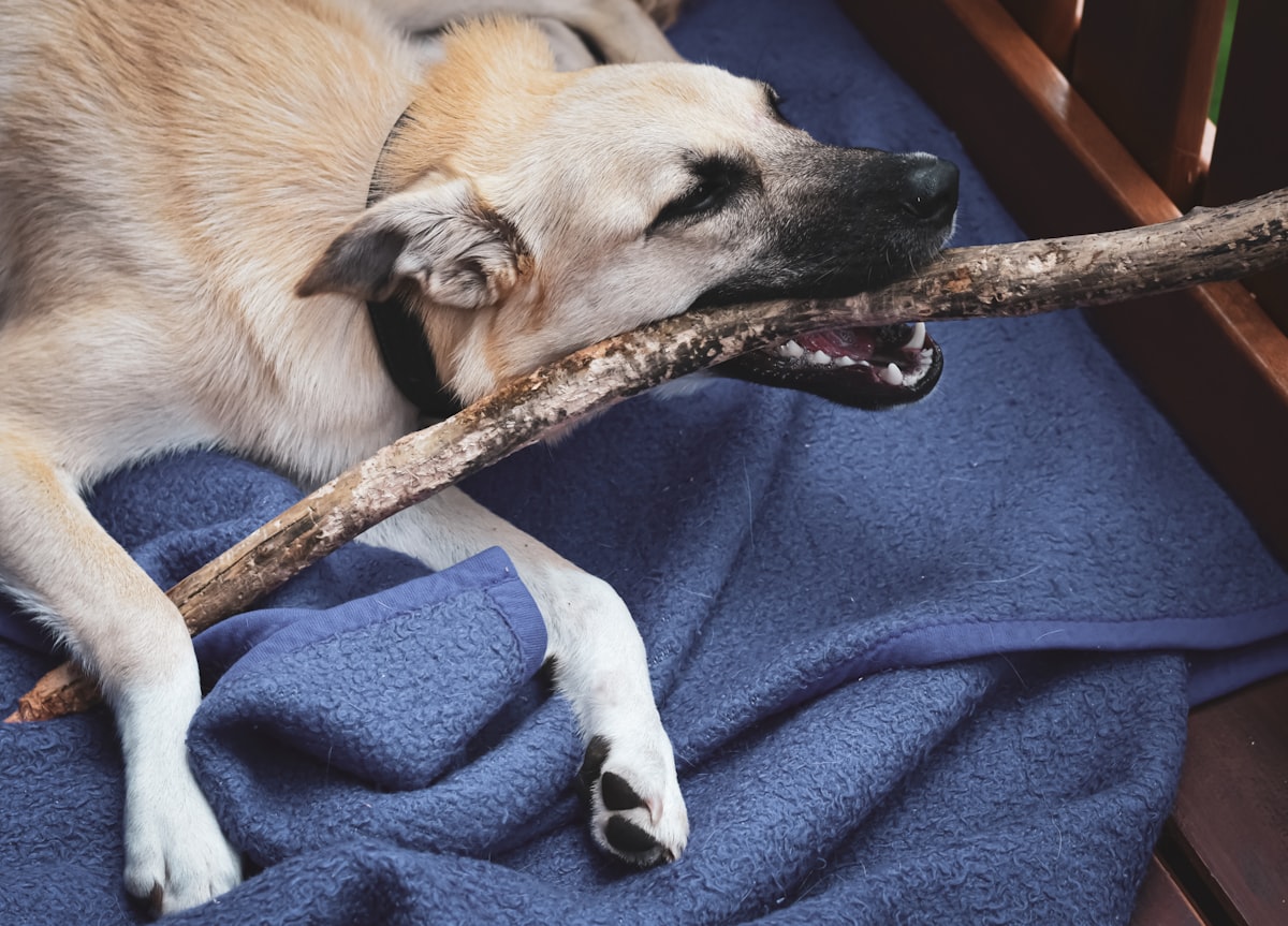brown short coated dog lying on blue textile related to The Ultimate Guide to Log Dog Beds