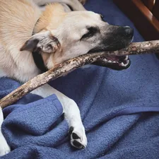 brown short coated dog lying on blue textile related to The Ultimate Guide to Log Dog Beds