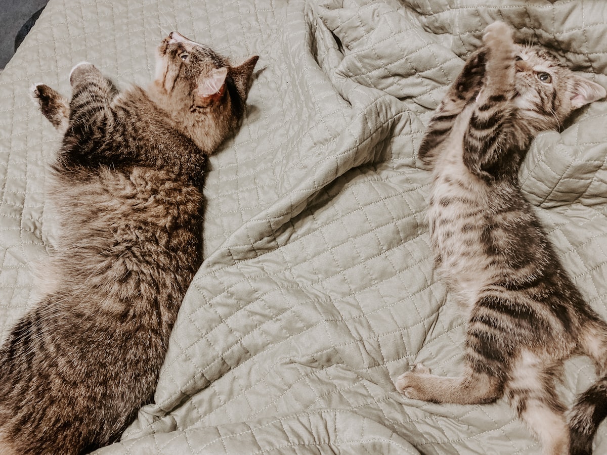 brown tabby cat on white textile related to The Ultimate Guide to Animal Bedding Sets: Comfort and Care for Your Pets