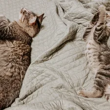 brown tabby cat on white textile related to The Ultimate Guide to Animal Bedding Sets: Comfort and Care for Your Pets