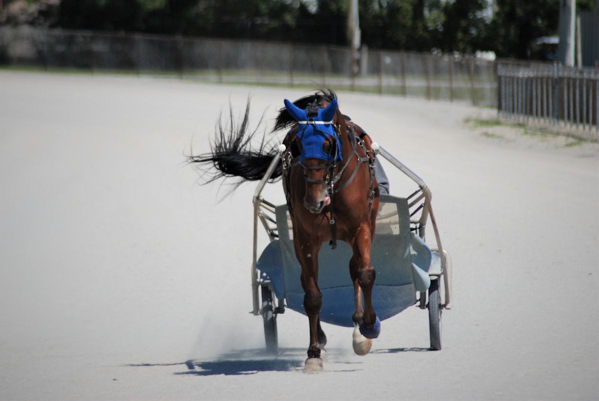 Brown trotter with blue headgear pulling racing bike related to Racing Dreams in Bed: The Ultimate Sports Car Bed Experience