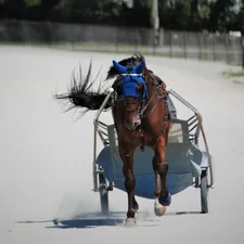 Brown trotter with blue headgear pulling racing bike related to Racing Dreams in Bed: The Ultimate Sports Car Bed Experience