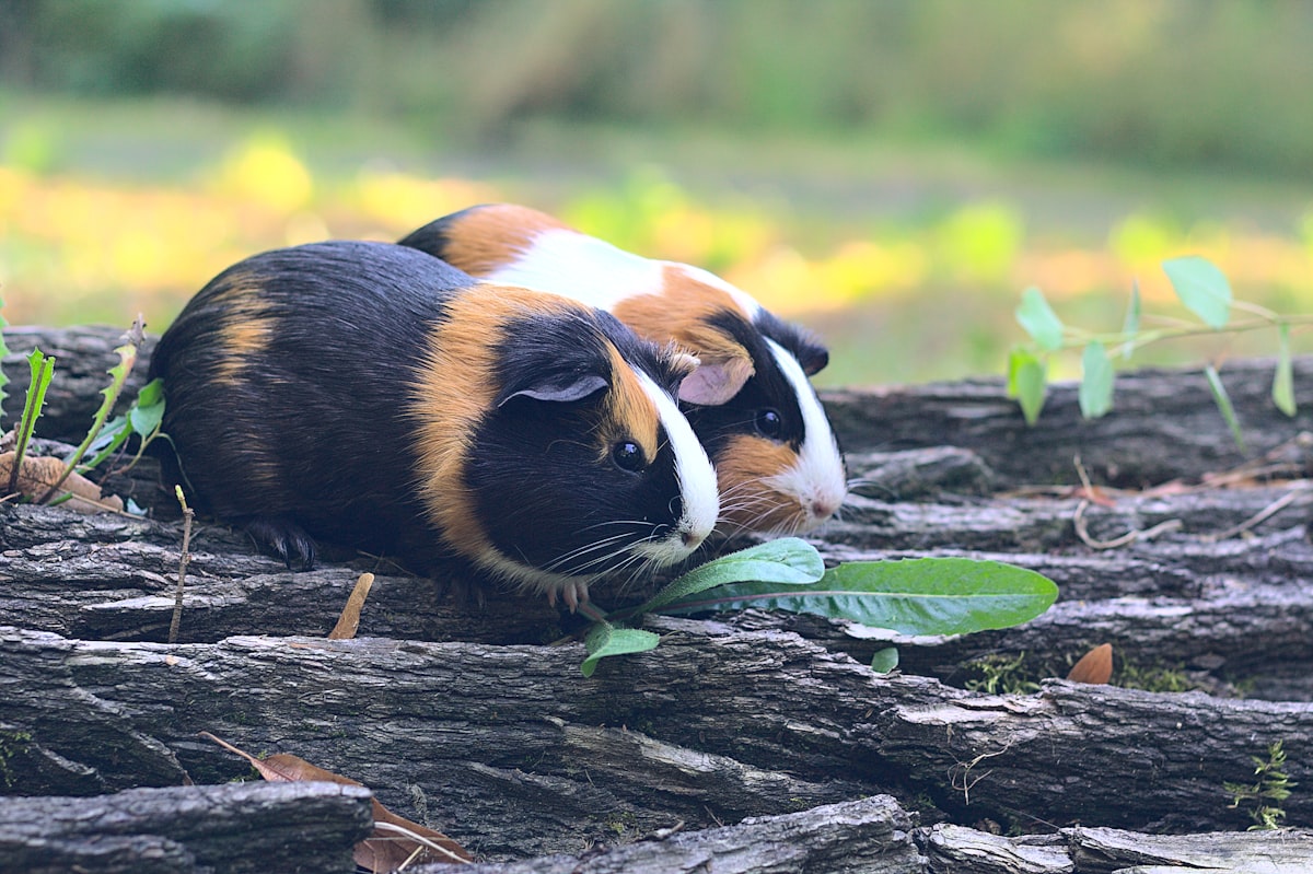 brown white and black guinea pig on brown wooden log related to The Ultimate Guide to Guinea Pig Beds