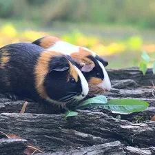 brown white and black guinea pig on brown wooden log related to The Ultimate Guide to Guinea Pig Beds