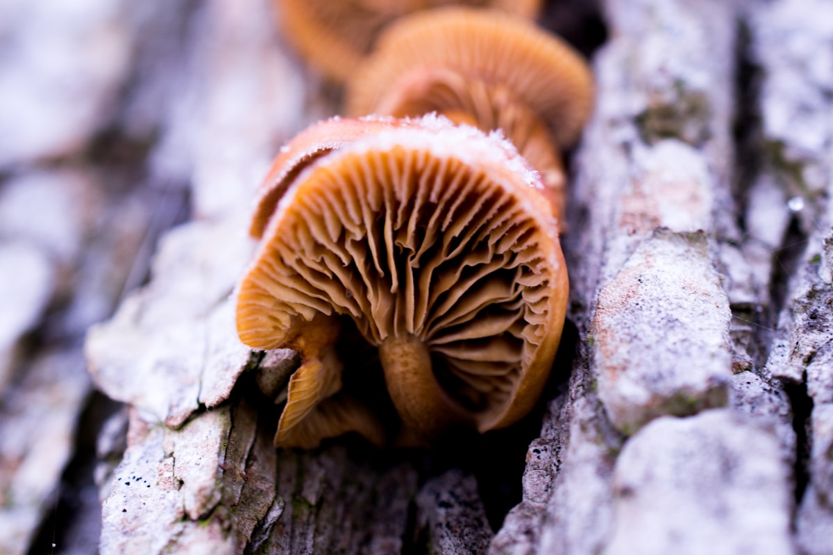 brown wood ear related to Understanding Nail Bed Fungus: Causes, Symptoms, and Treatments