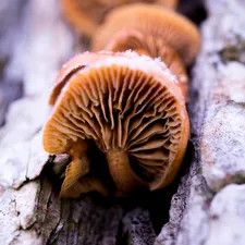 brown wood ear related to Understanding Nail Bed Fungus: Causes, Symptoms, and Treatments