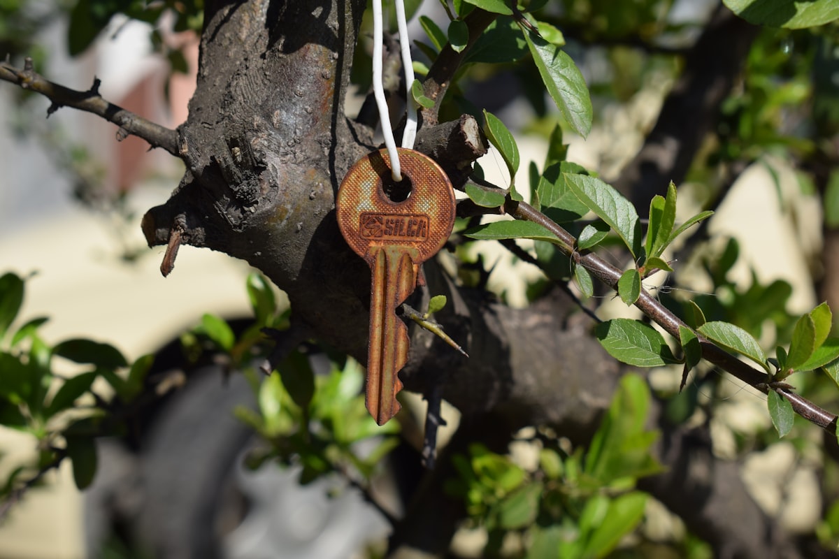 brown wooden key on tree trunk related to Discover the Charm of Cedar Key Bed and Breakfast
