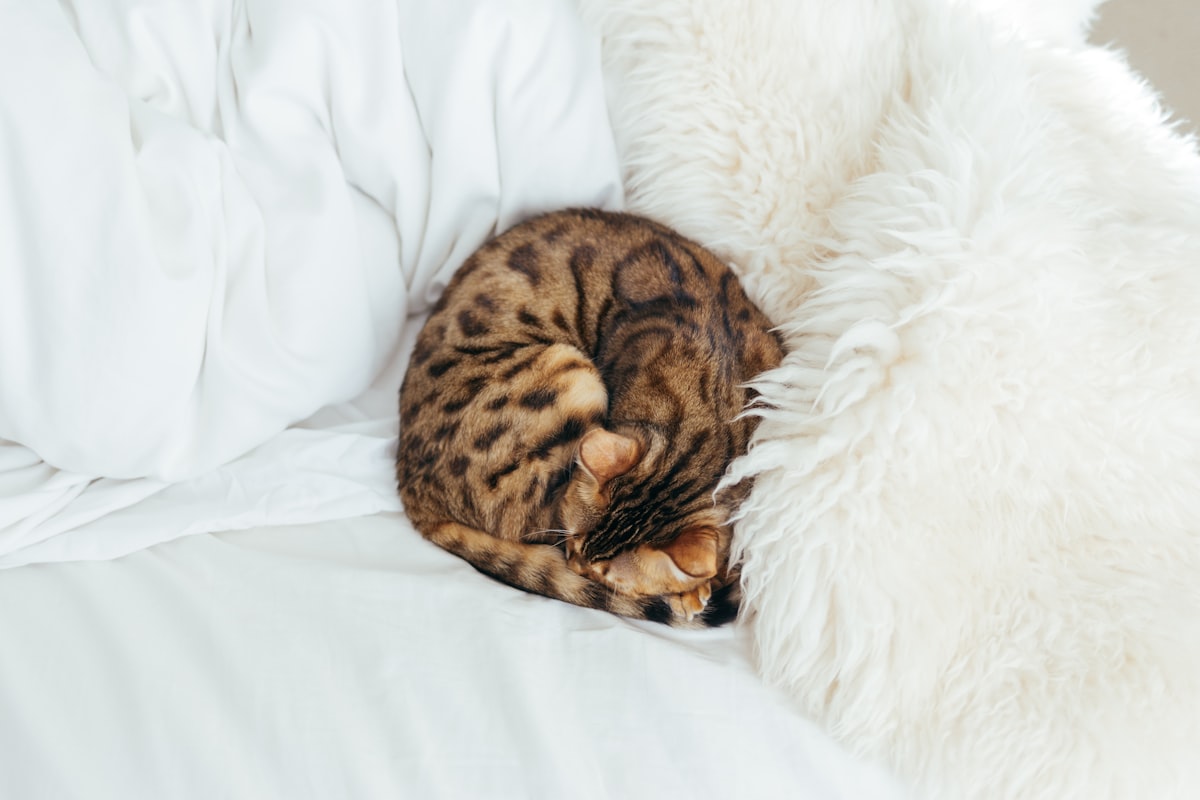 cat lying on bed related to Wild About Style: The Ultimate Guide to Leopard Print Bedding