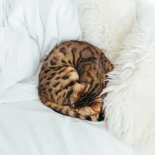 cat lying on bed related to Wild About Style: The Ultimate Guide to Leopard Print Bedding