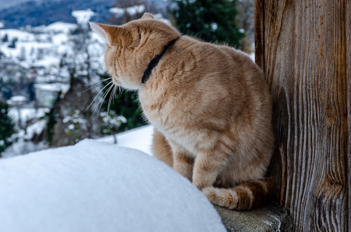 Cat watching the landscape related to Warm Solutions for Outdoor Cats