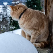 Cat watching the landscape related to Warm Solutions for Outdoor Cats