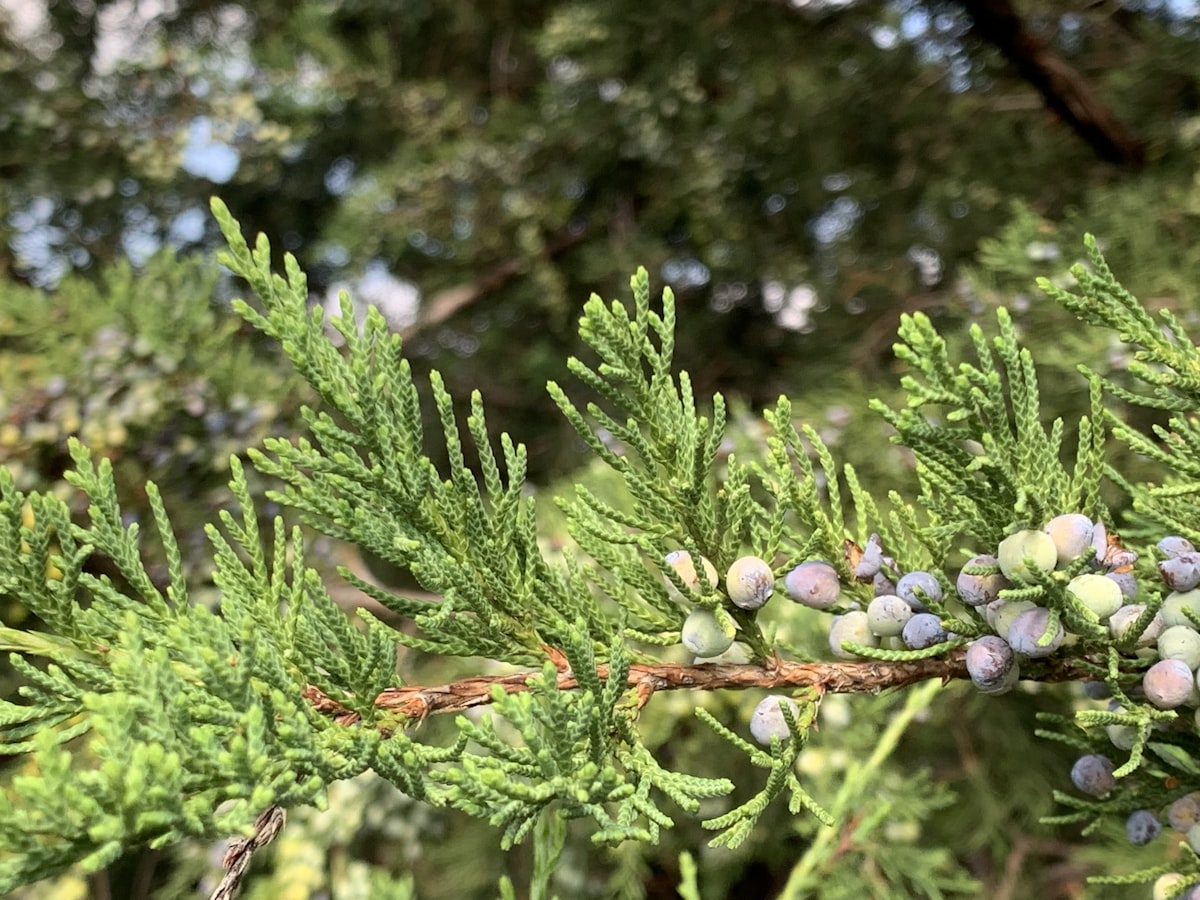 Cedar branch with berries related to Cedar Oil: A Natural Solution for Bed Bug Infestation