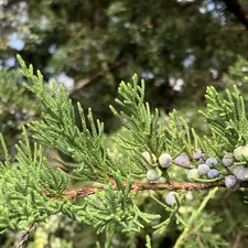 Cedar branch with berries related to Cedar Oil: A Natural Solution for Bed Bug Infestation