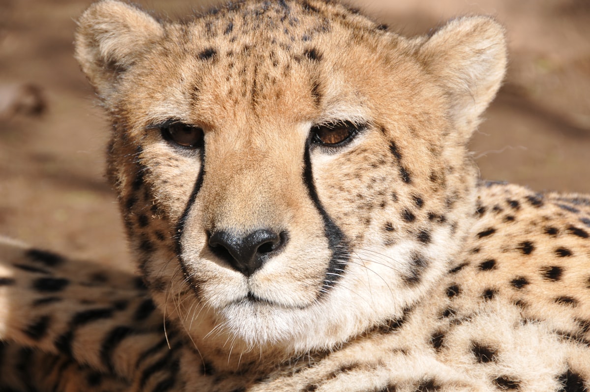 cheetah 2 related to Unleash Your Wild Side: Cheetah Print Bedding