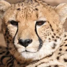 cheetah 2 related to Unleash Your Wild Side: Cheetah Print Bedding