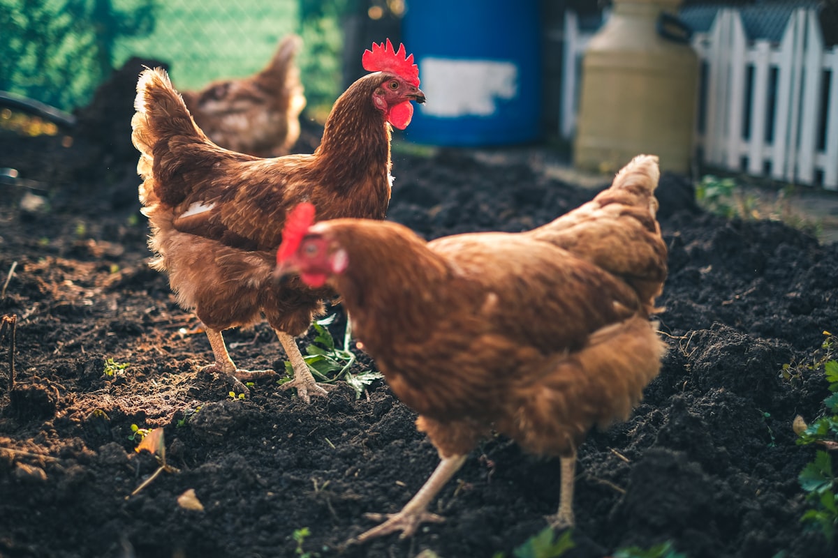 Chickens in the garden in the Czech countryside. related to Best Bedding for Chickens: A Complete Guide for Comfort and Cleanliness