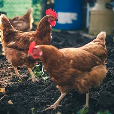 Chickens in the garden in the Czech countryside. related to Best Bedding for Chickens: A Complete Guide for Comfort and Cleanliness