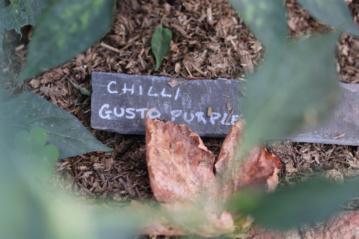 Chilli gusto purple plant marker in garden related to Revolutionizing Your Slumber: The Ultimate Chili Pad for Bed Experience