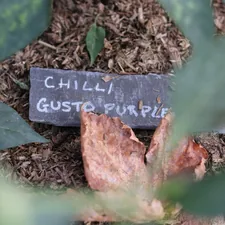 Chilli gusto purple plant marker in garden related to Revolutionizing Your Slumber: The Ultimate Chili Pad for Bed Experience