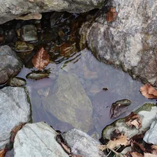 Clear water in a rocky pool with fallen leaves related to The Ultimate Guide to a Bed in the Floor: A Modern Sleep Revolution
