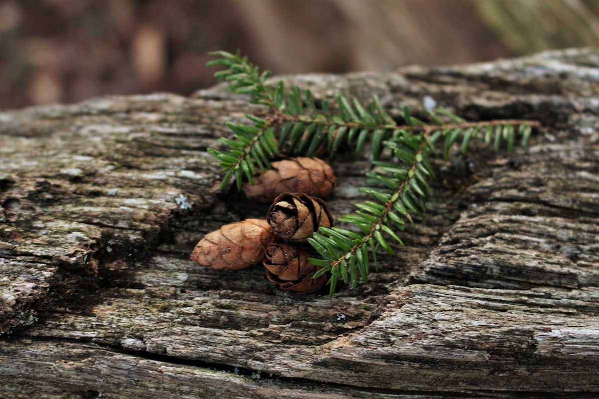 close up of pine cones on wood related to Cedar Oil: A Natural Solution for Bed Bug Infestation