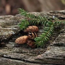 close up of pine cones on wood related to Cedar Oil: A Natural Solution for Bed Bug Infestation