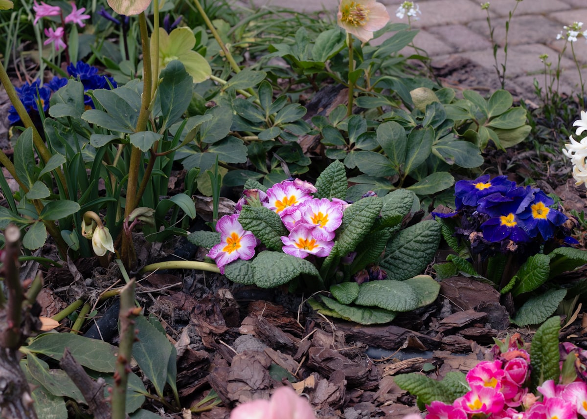 Colorful primrose flowers blooming in a garden bed. related to Charming Small Flower Bed Ideas for Every Garden