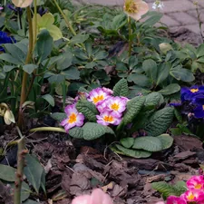 Colorful primrose flowers blooming in a garden bed. related to Charming Small Flower Bed Ideas for Every Garden