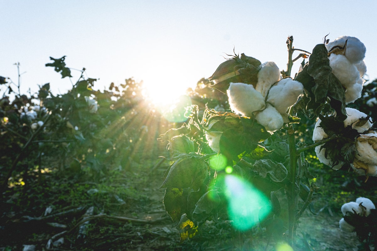 Cotton Plant related to The Benefits of Choosing Organic Cotton Coverlets