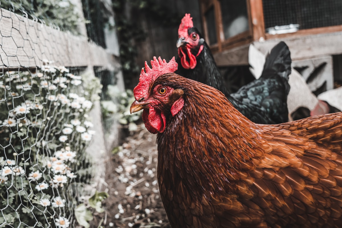 Couple of chickens next to a white fence with white wildflowers. related to The Ultimate Guide to Chicken Coop Bedding