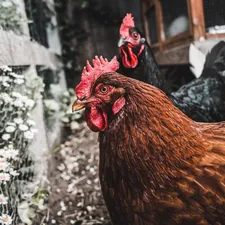 Couple of chickens next to a white fence with white wildflowers. related to The Ultimate Guide to Chicken Coop Bedding