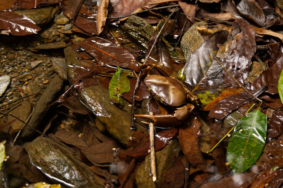 Crab camouflaging in the fallen leaves along a mountain stream. related to The Ultimate Guide to a Bed in the Floor: A Modern Sleep Revolution