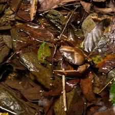 Crab camouflaging in the fallen leaves along a mountain stream. related to The Ultimate Guide to a Bed in the Floor: A Modern Sleep Revolution