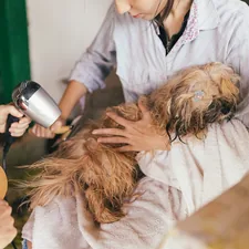 Dog bath related to Pamper Your Pet: The Ultimate Guide to Dog Bed Ramps