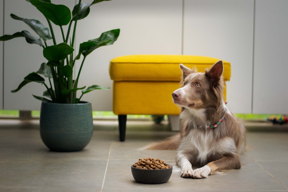Dog food related to Enhance Your Pet's Comfort