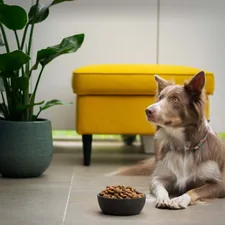 Dog food related to Enhance Your Pet's Comfort