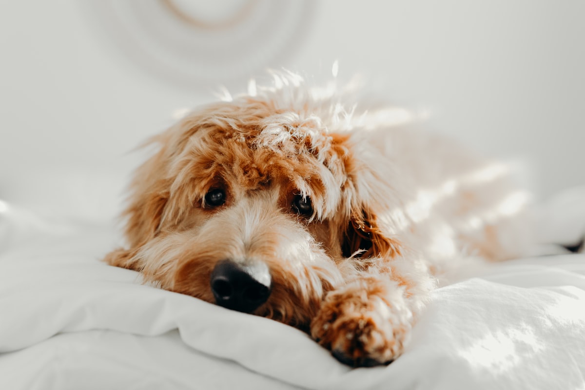dog laying on bed related to Soften Your Dog's Slumber: Heated Dog Beds at Walmart