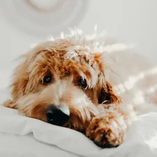 dog laying on bed related to Soften Your Dog's Slumber: Heated Dog Beds at Walmart
