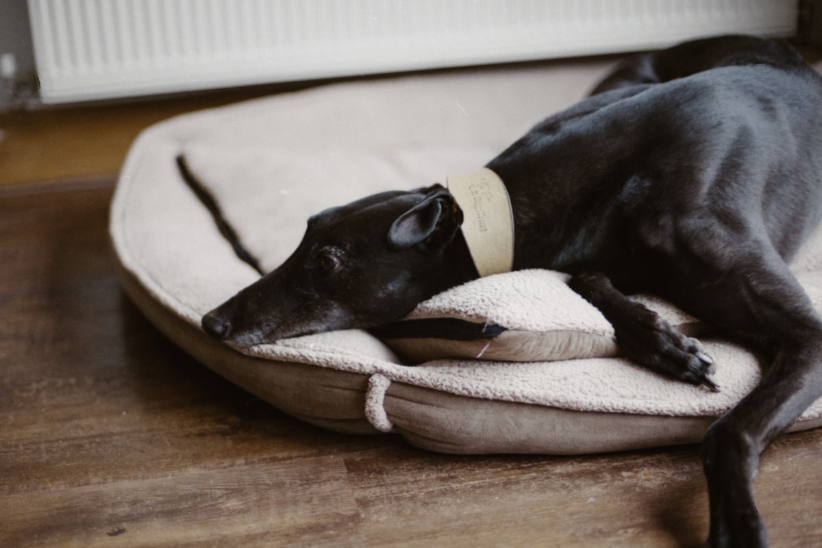 dog lies on pet bed related to Majestic Pet Bagel Bed: The Cuddle Haven Your Furry Friend Deserves