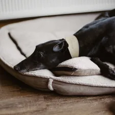 dog lies on pet bed related to Majestic Pet Bagel Bed: The Cuddle Haven Your Furry Friend Deserves